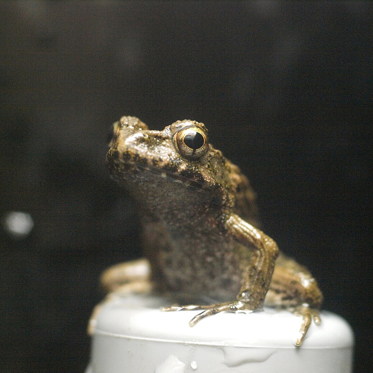 Glandirana rugosa