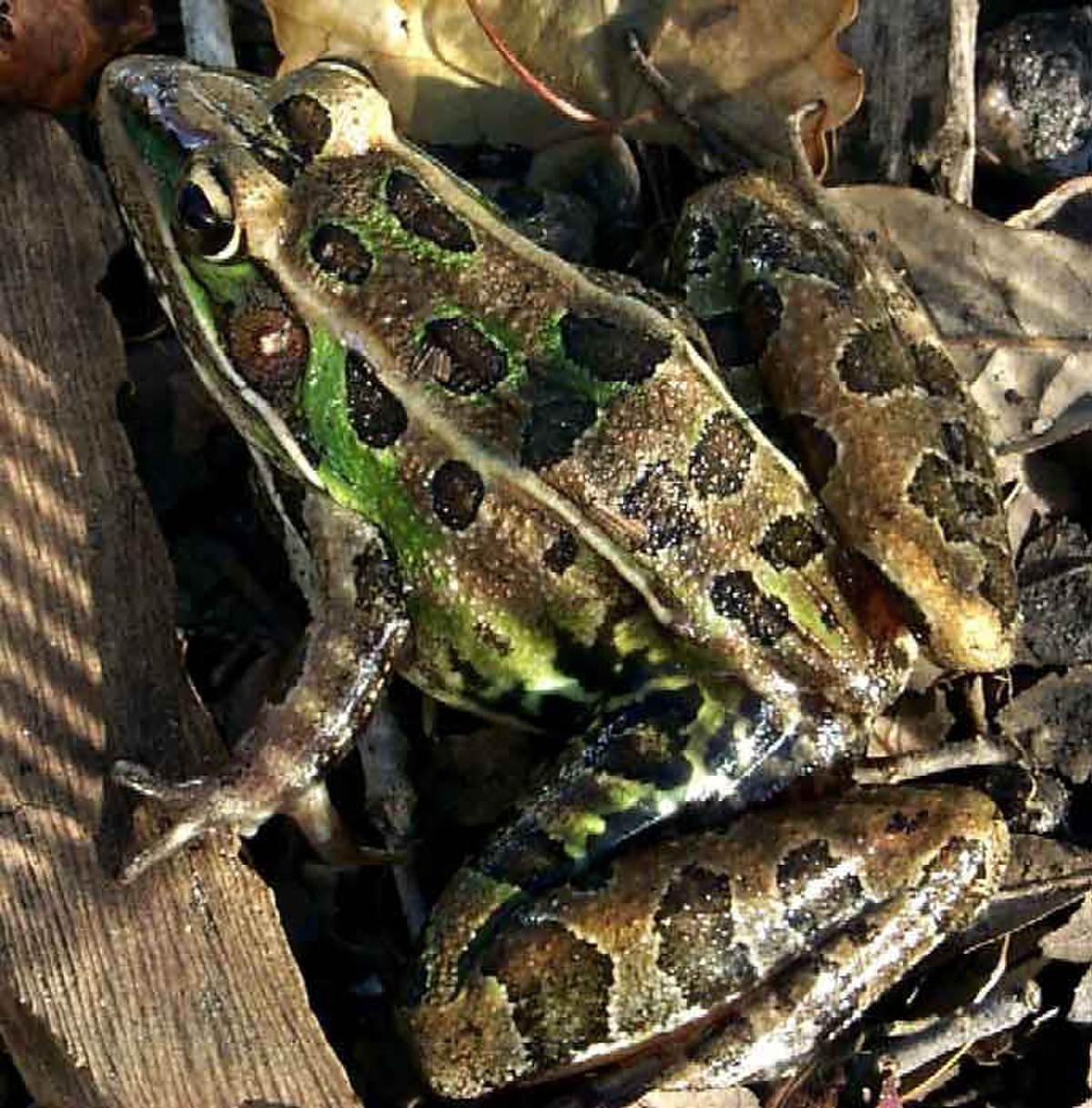 Lithobates sphenocephalus