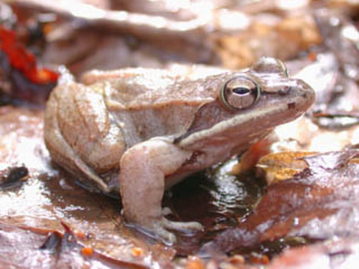 Grenouille des bois