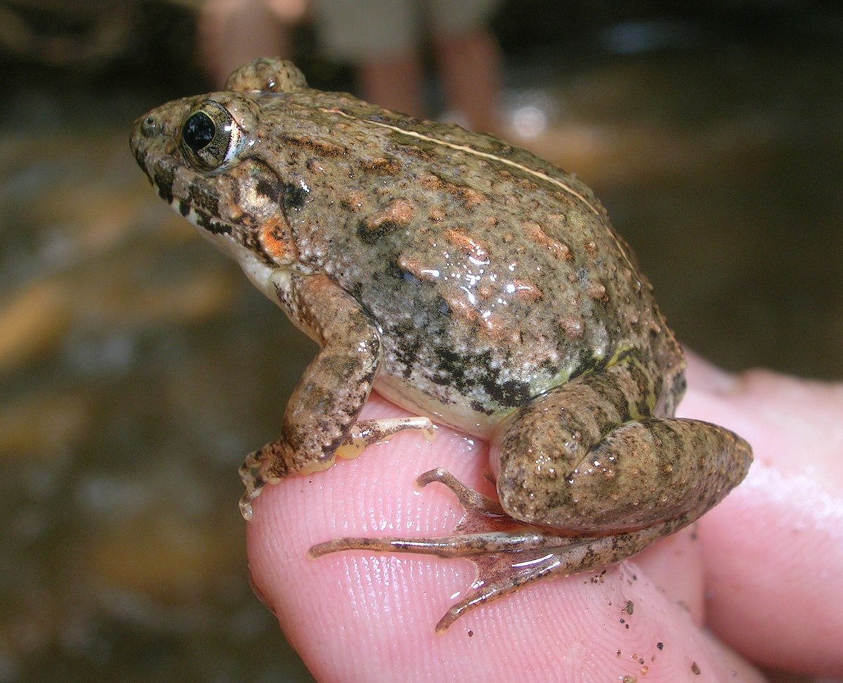Fejervarya limnocharis