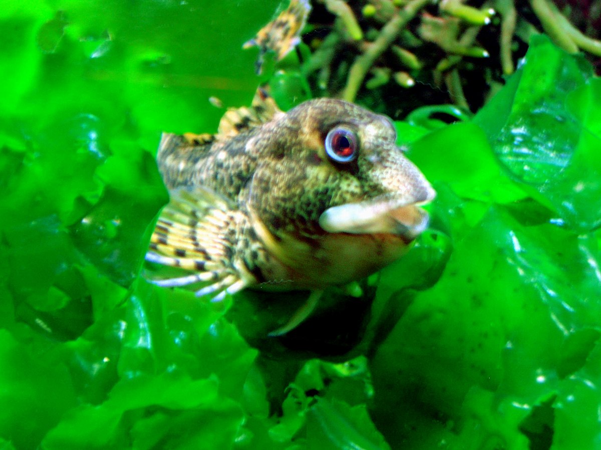 Lipophrys