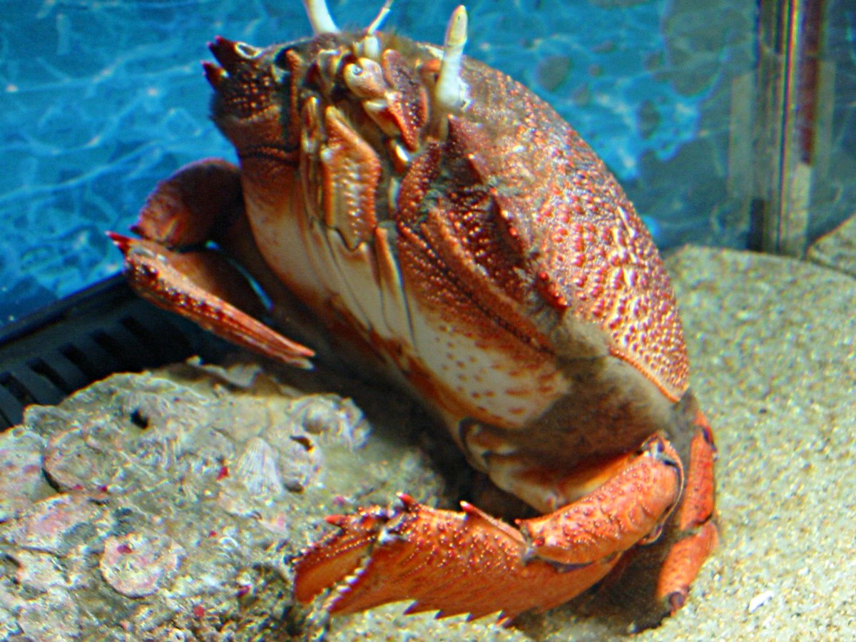Raninidae