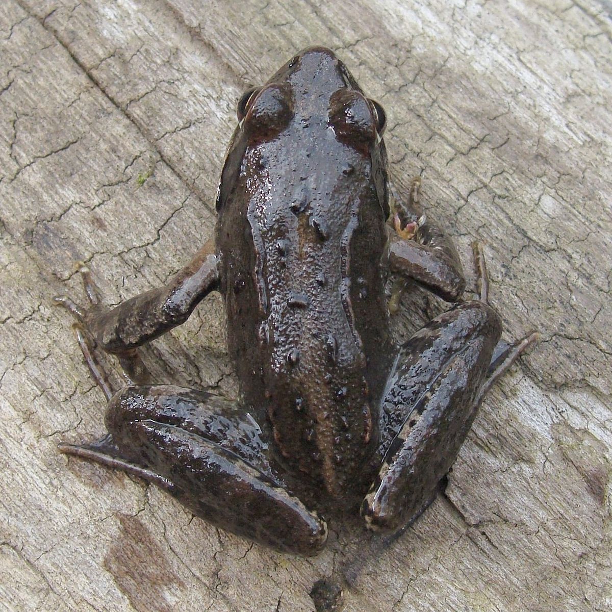 Rana ornativentris