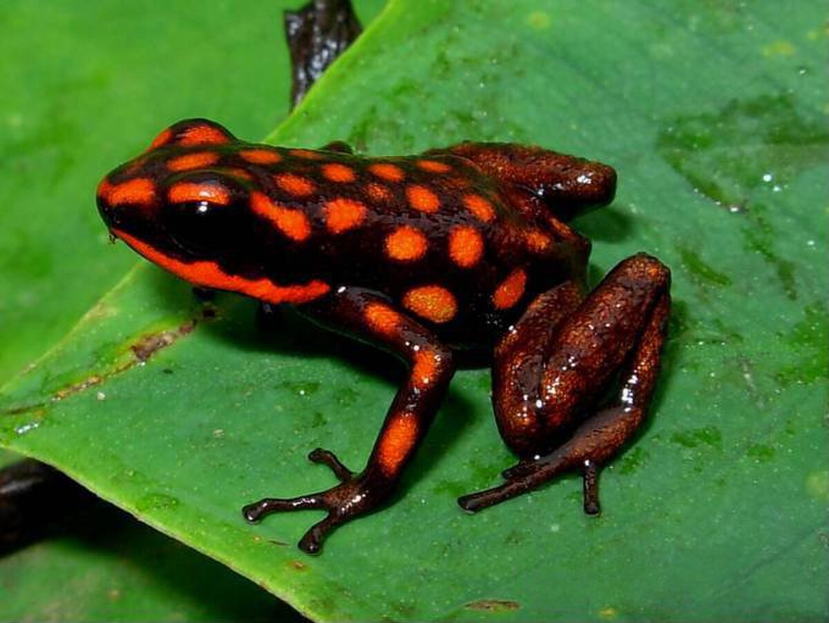 Ranitomeya