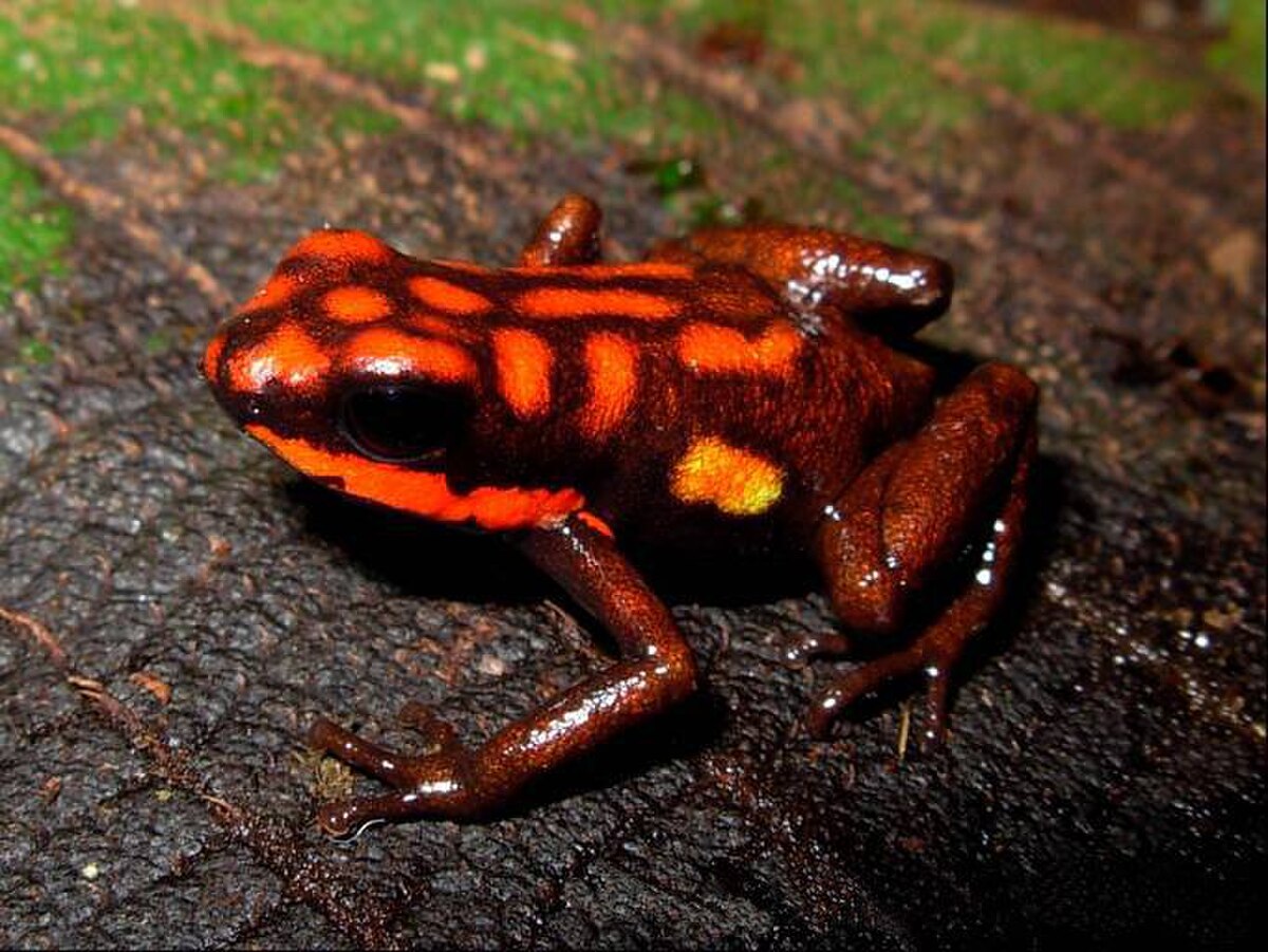 Ranitomeya dorisswansonae