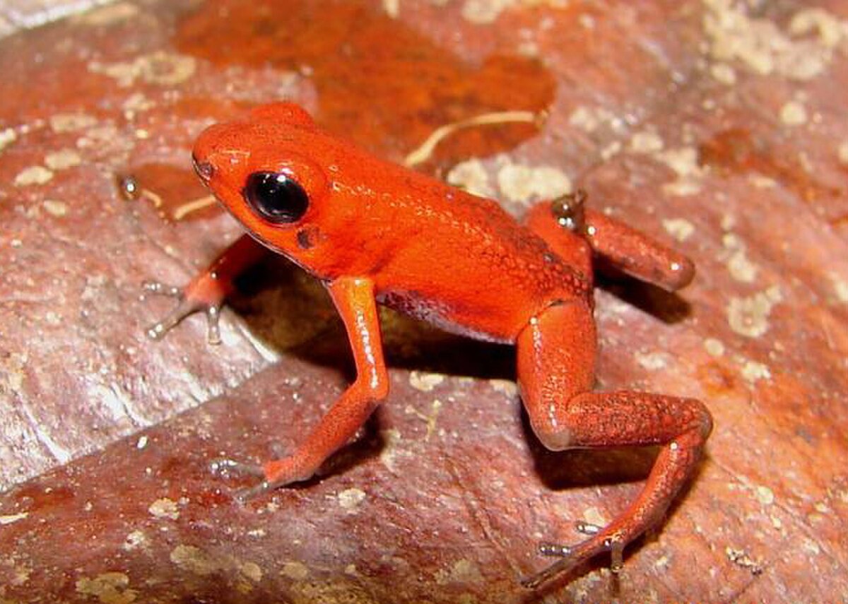 Ranitomeya opisthomelas