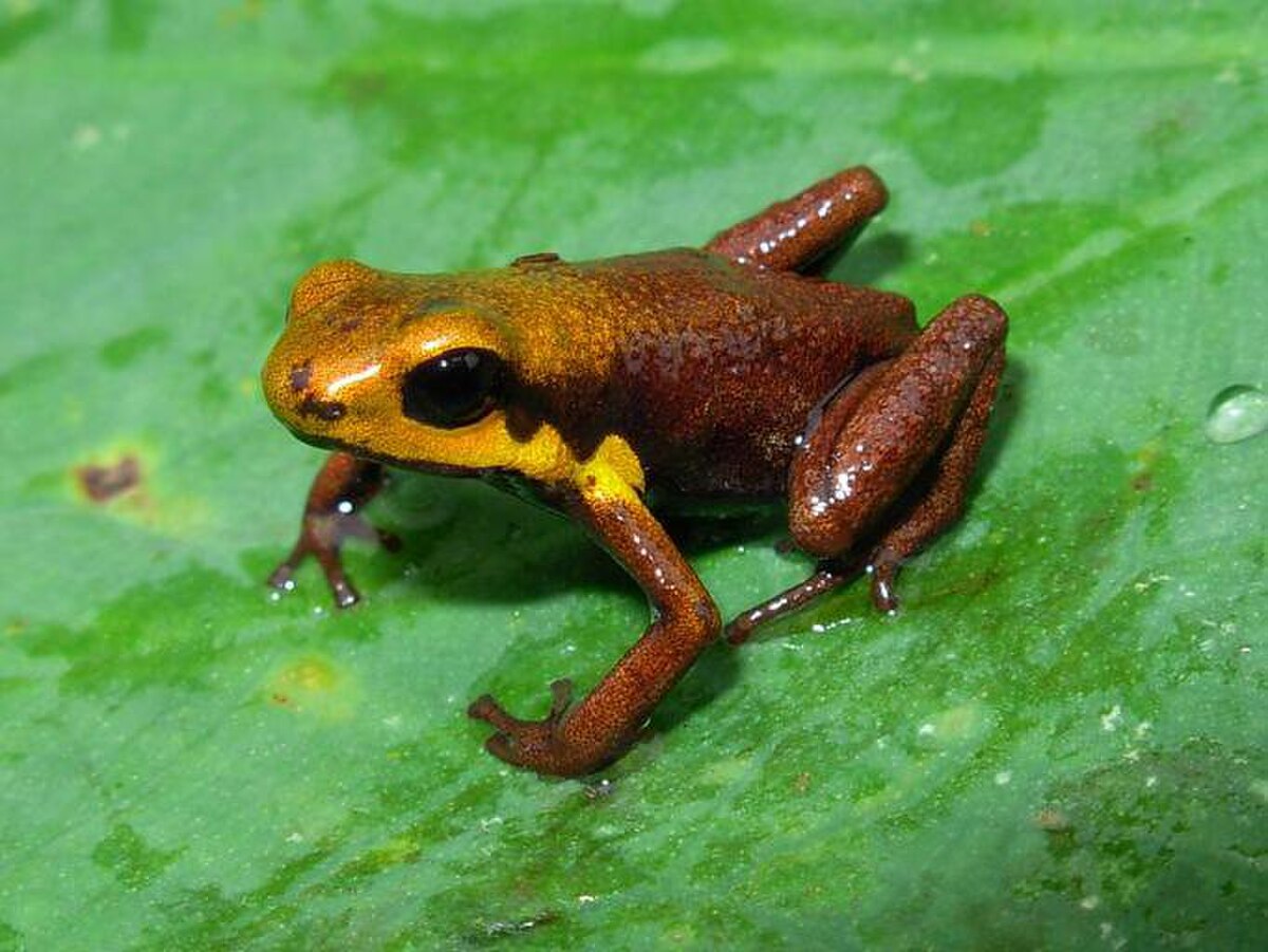 Ranitomeya tolimensis