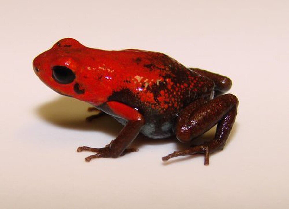 Ranitomeya virolinensis