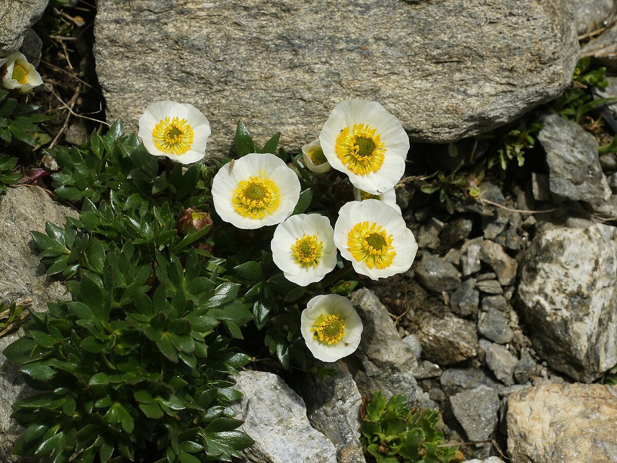 Ranunculus glacialis
