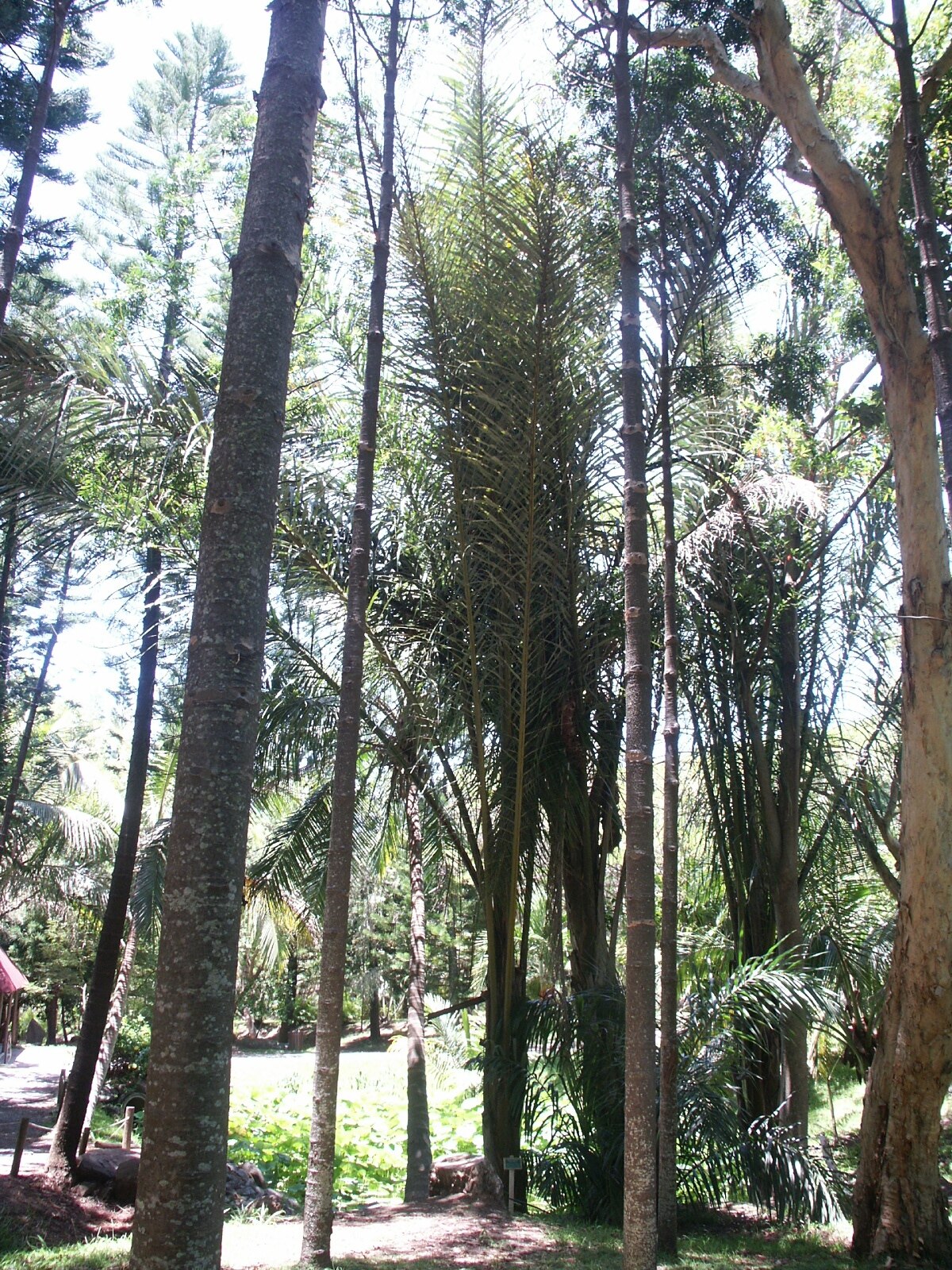 Raphia farinifera