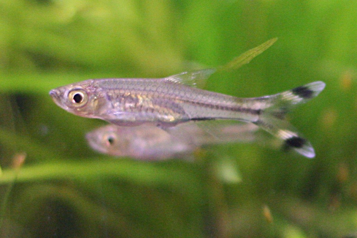 Rasbora