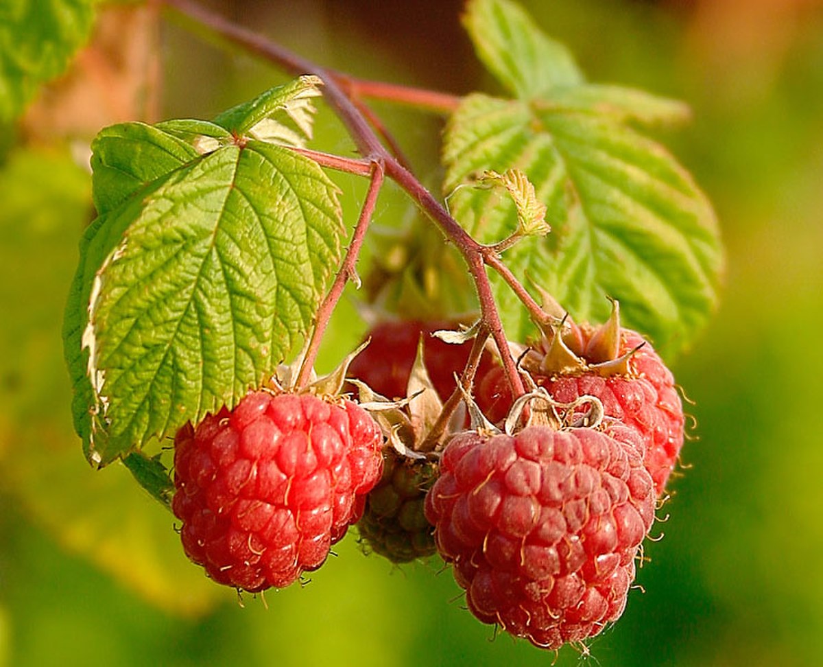 Fruits