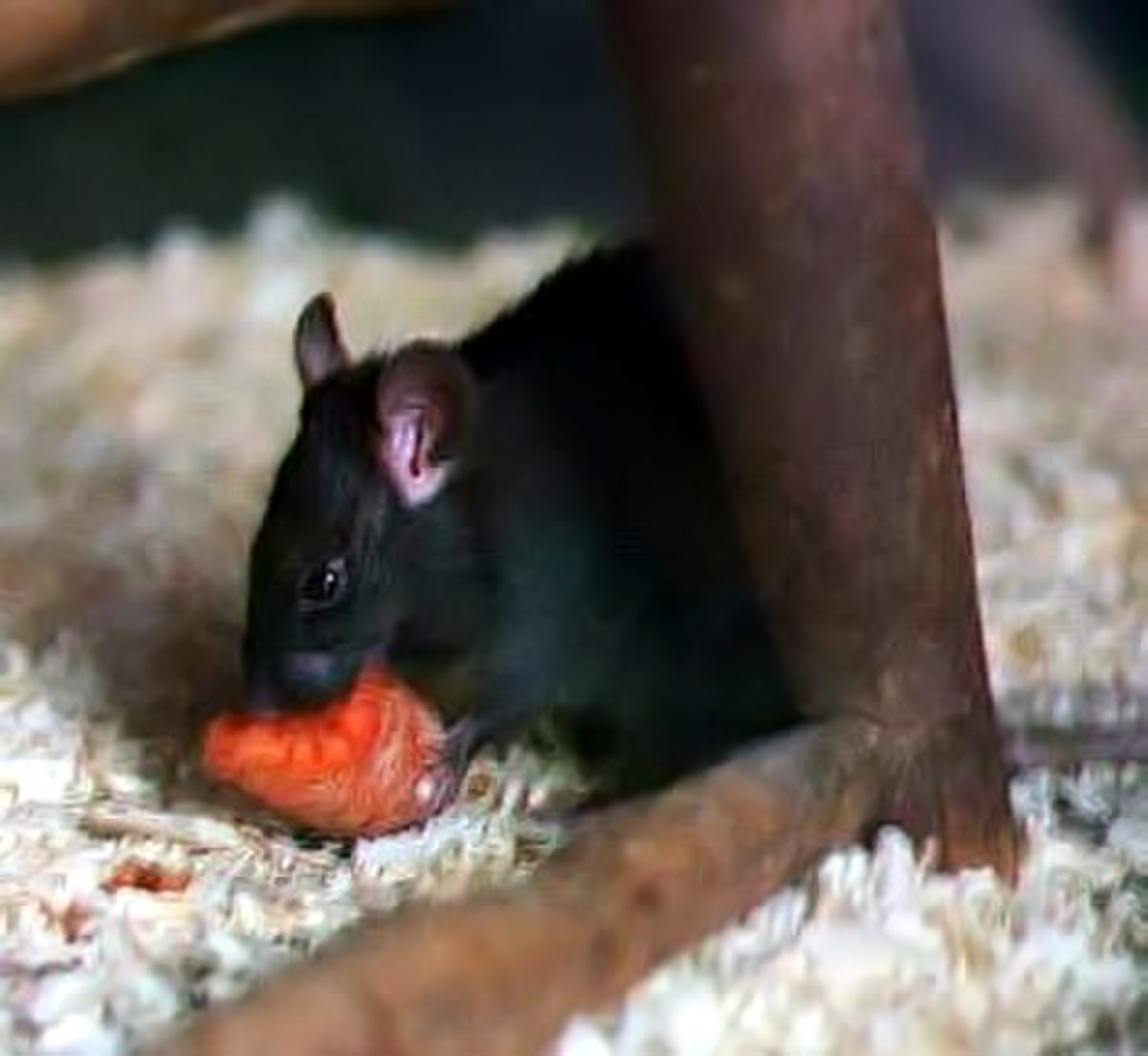 Rat noir