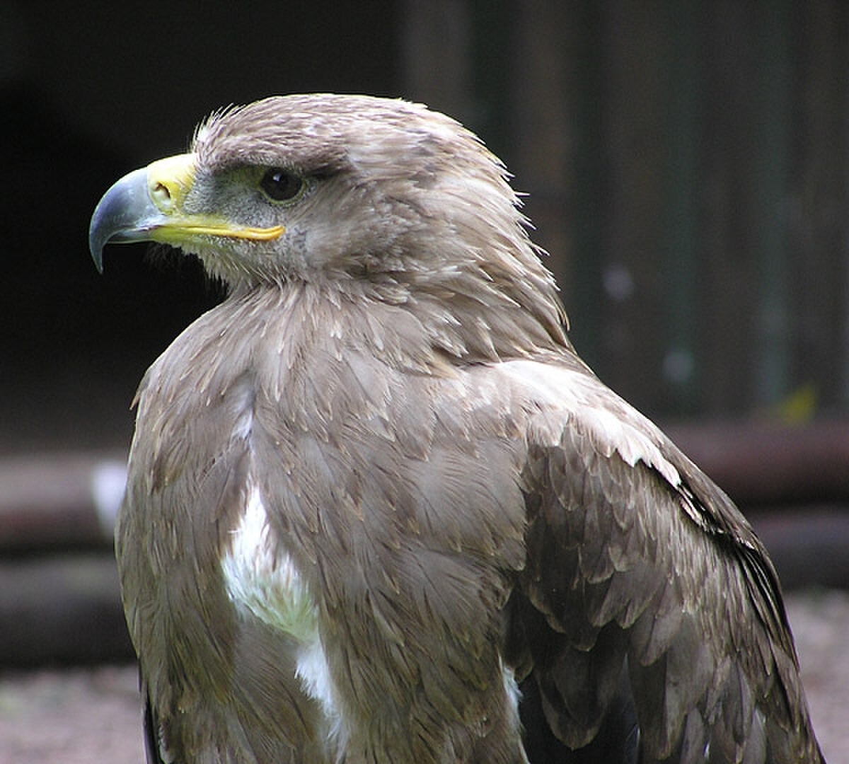 Aigle ravisseur