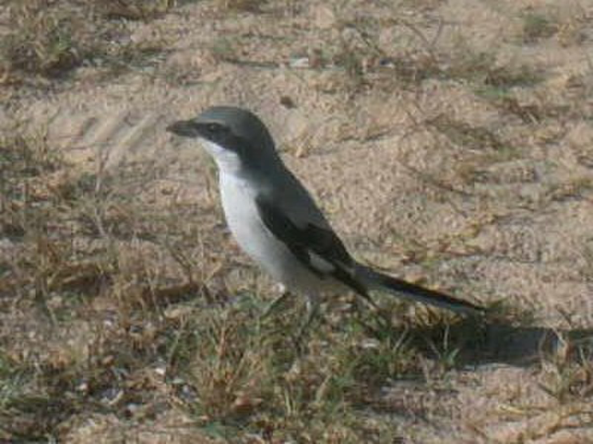 Liste des espèces d'oiseaux de Tunisie