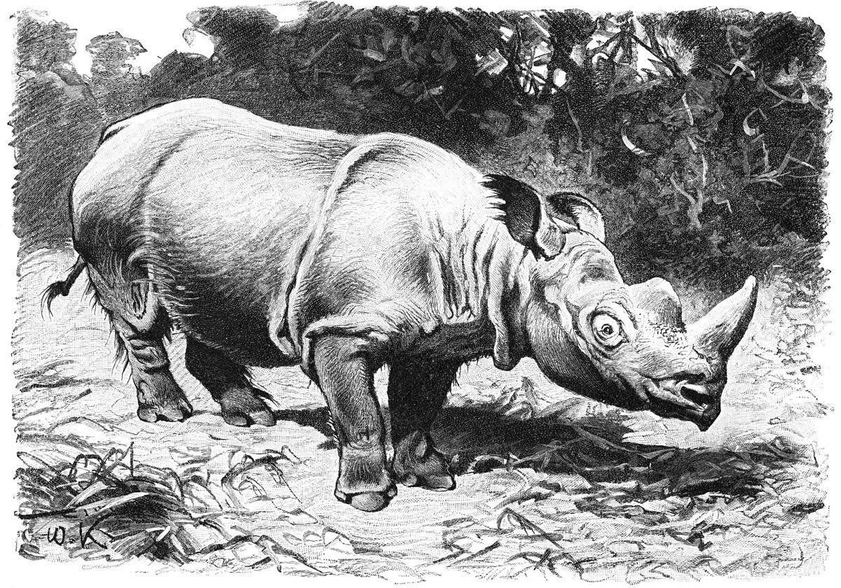 Rhinocéros de Sumatra