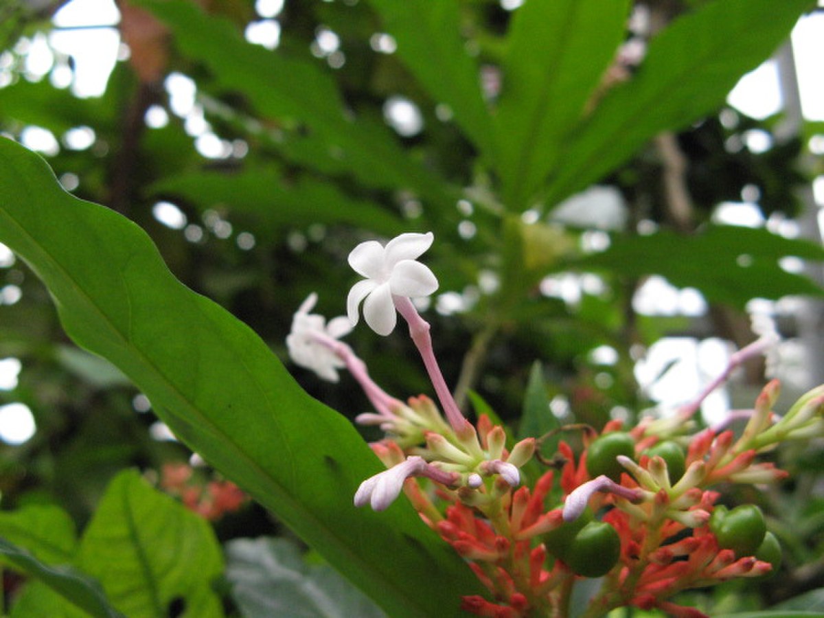 Rauvolfia serpentina