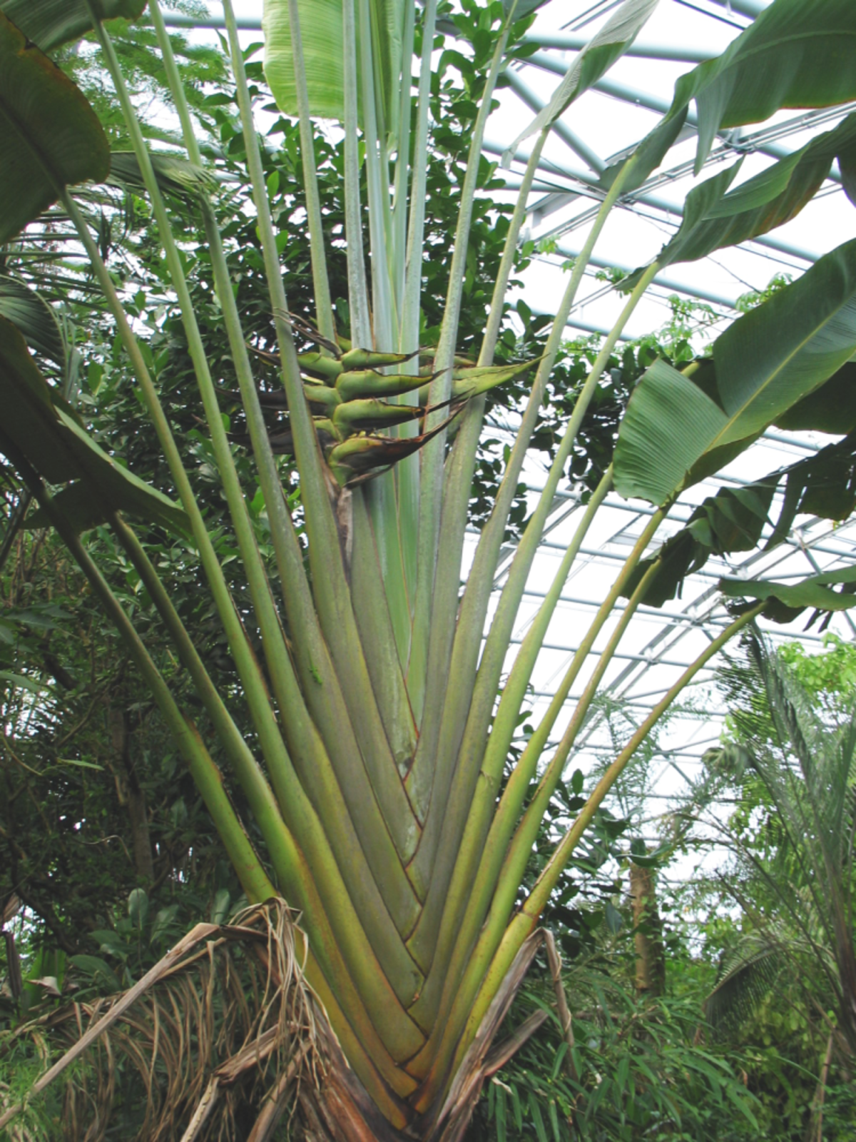 Arbre du voyageur