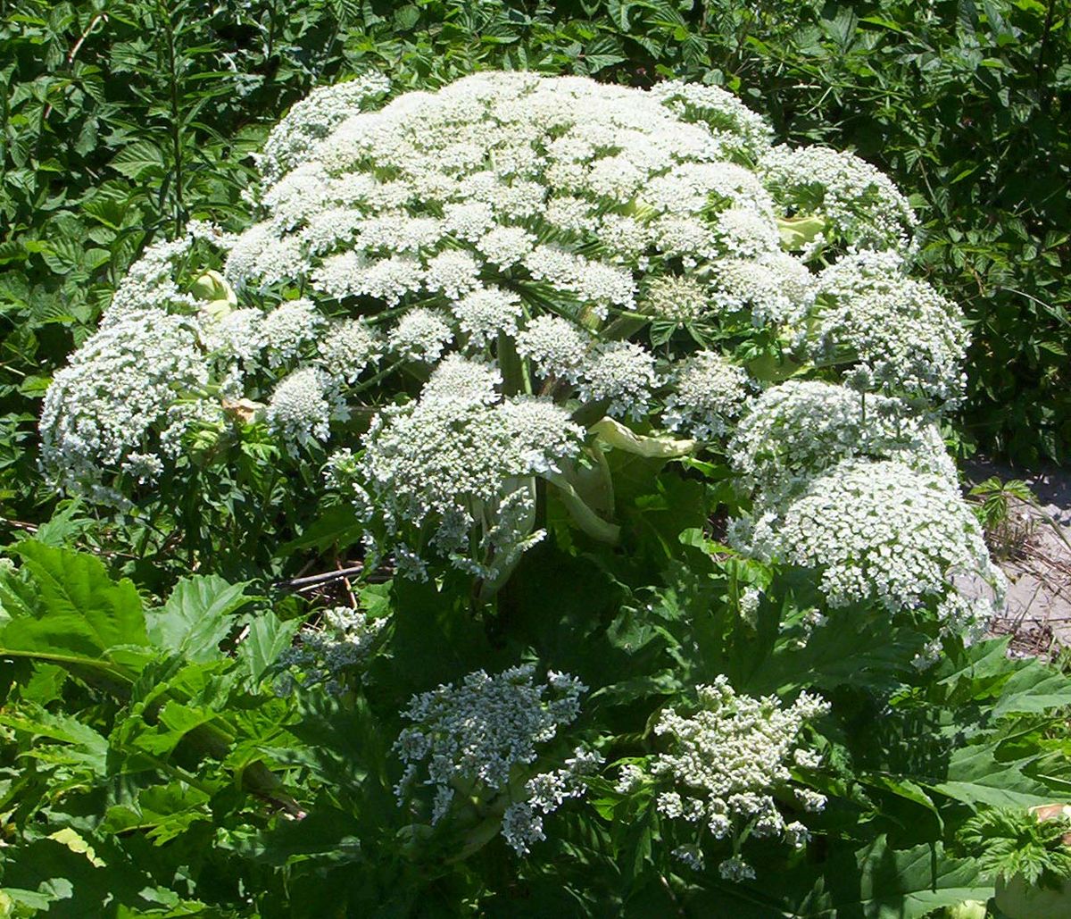 Berce du Caucase