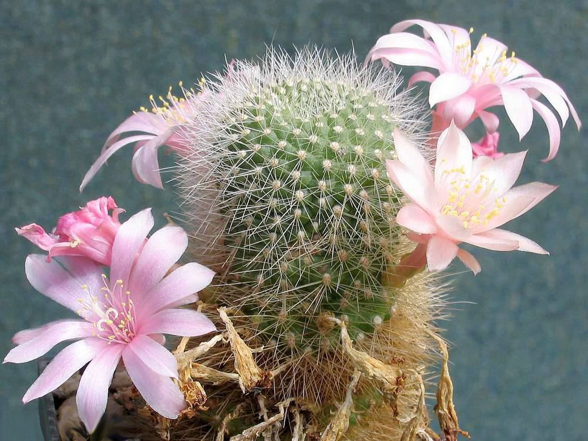 Rebutia