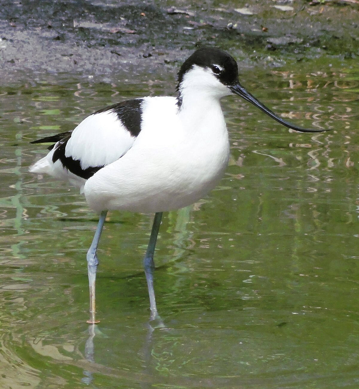 Avocette élégante