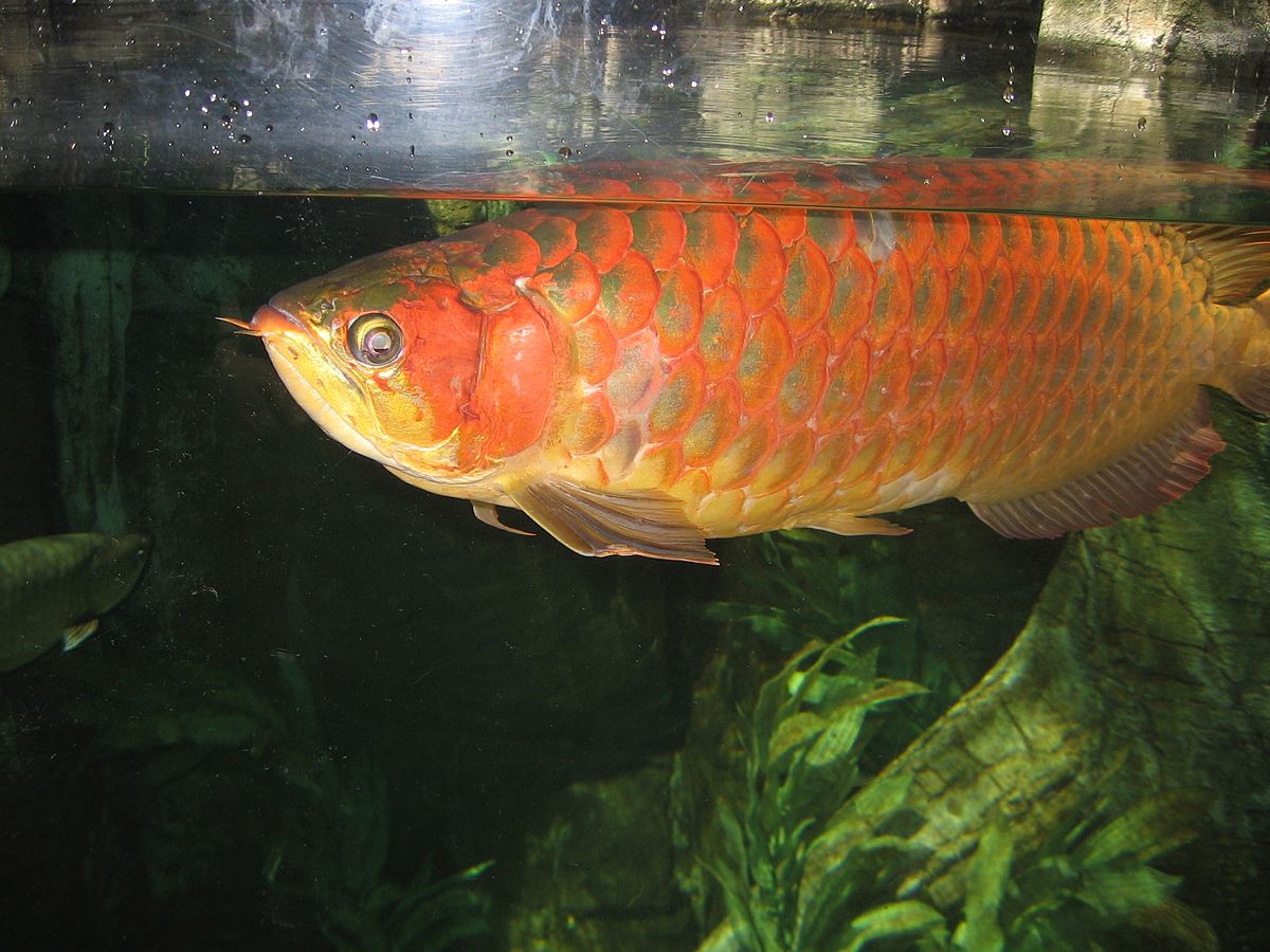 Scleropages formosus