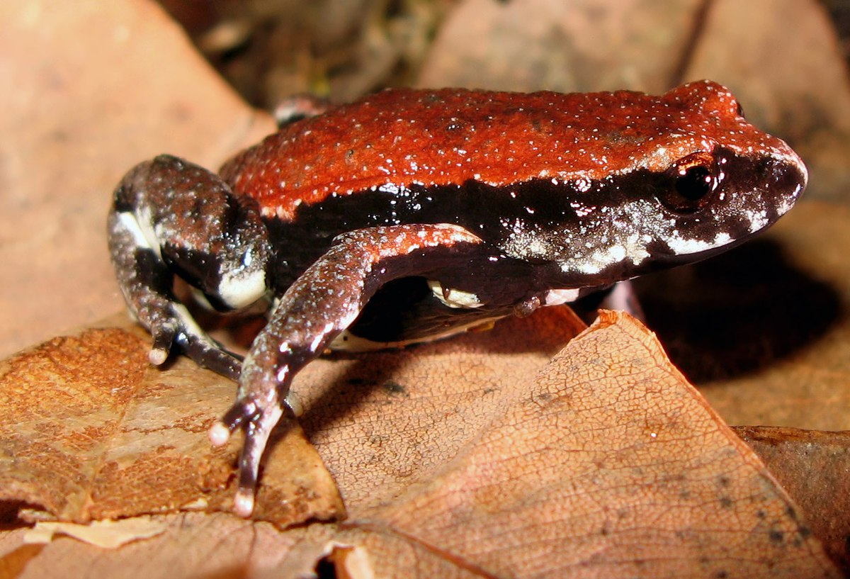 Pseudophryne coriacea