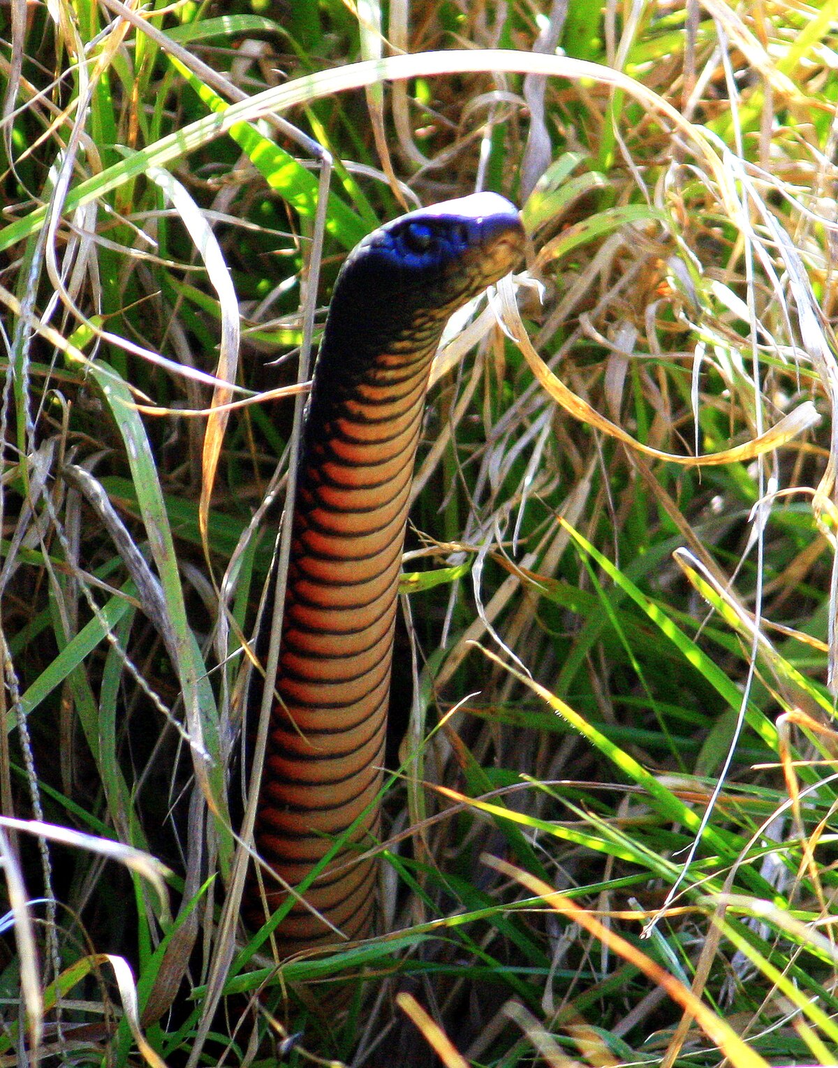 Pseudechis