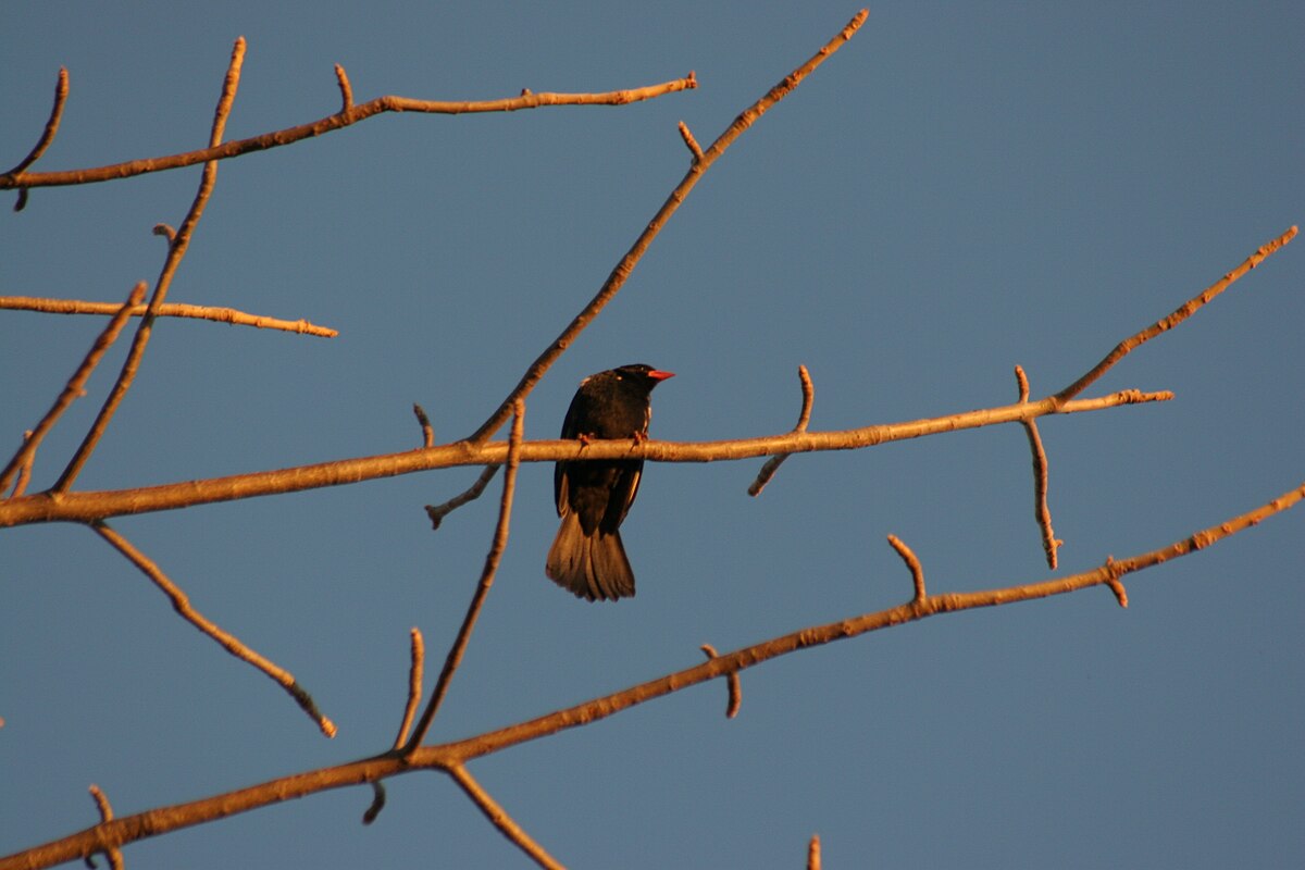 Bubalornis