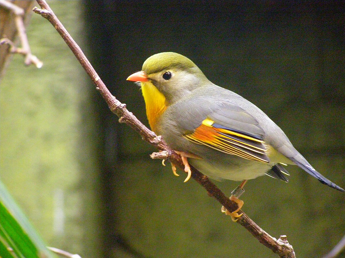 Léiothrix jaune