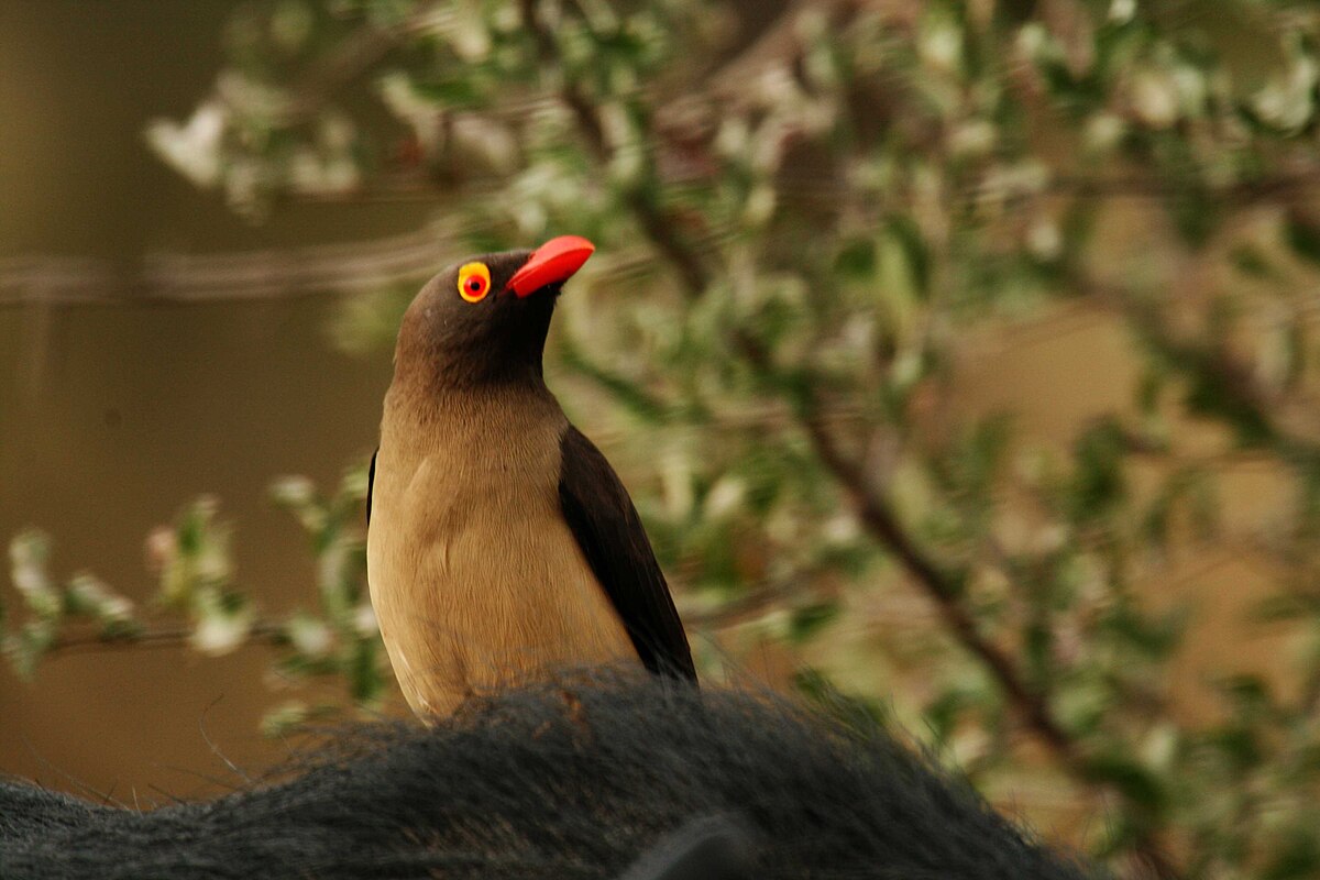 Buphagidae