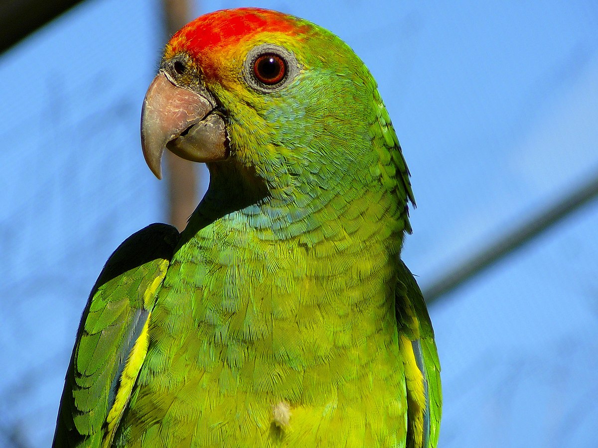 Amazone à sourcils rouges
