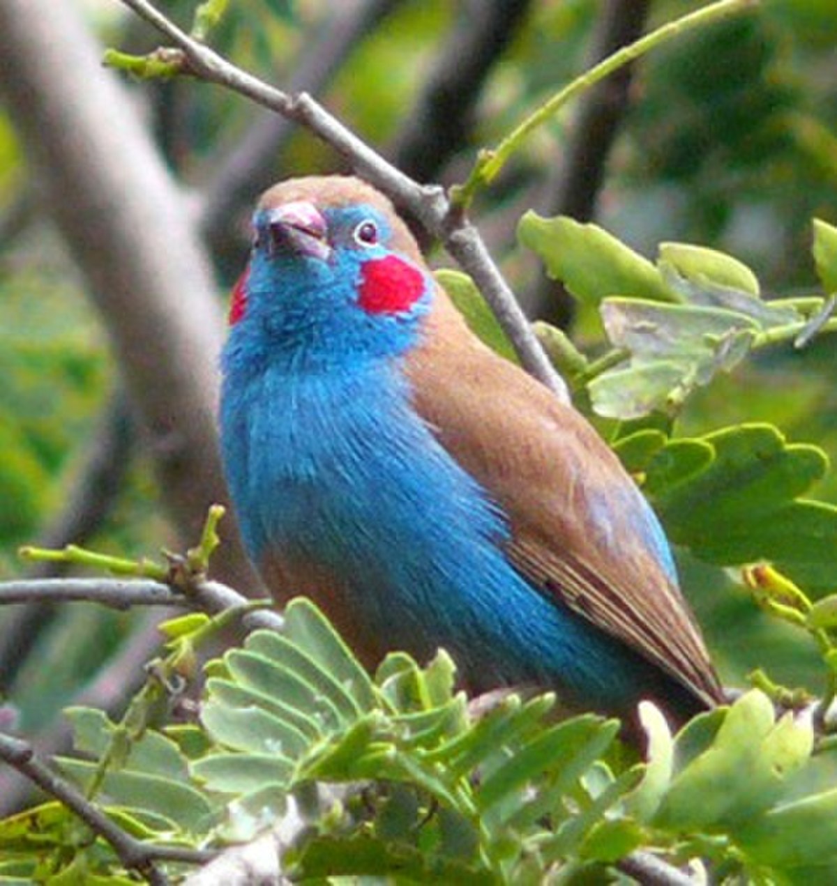 Cordonbleu à joues rouges