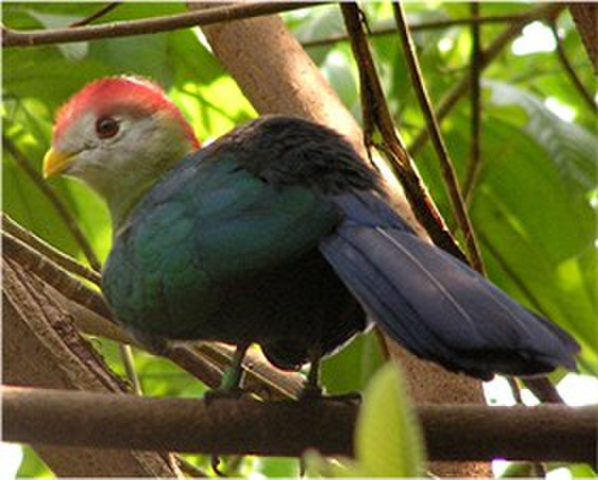 Musophagiformes