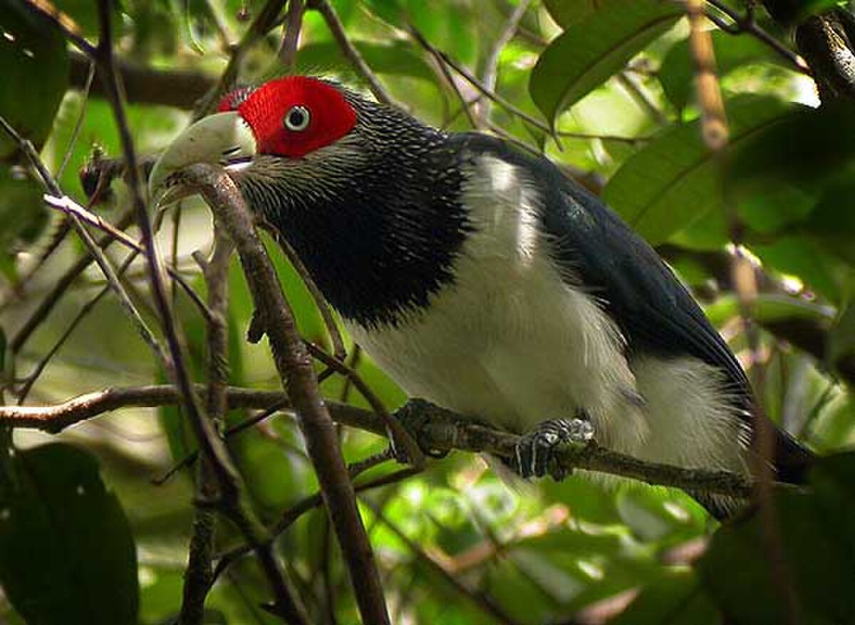 Phaenicophaeus