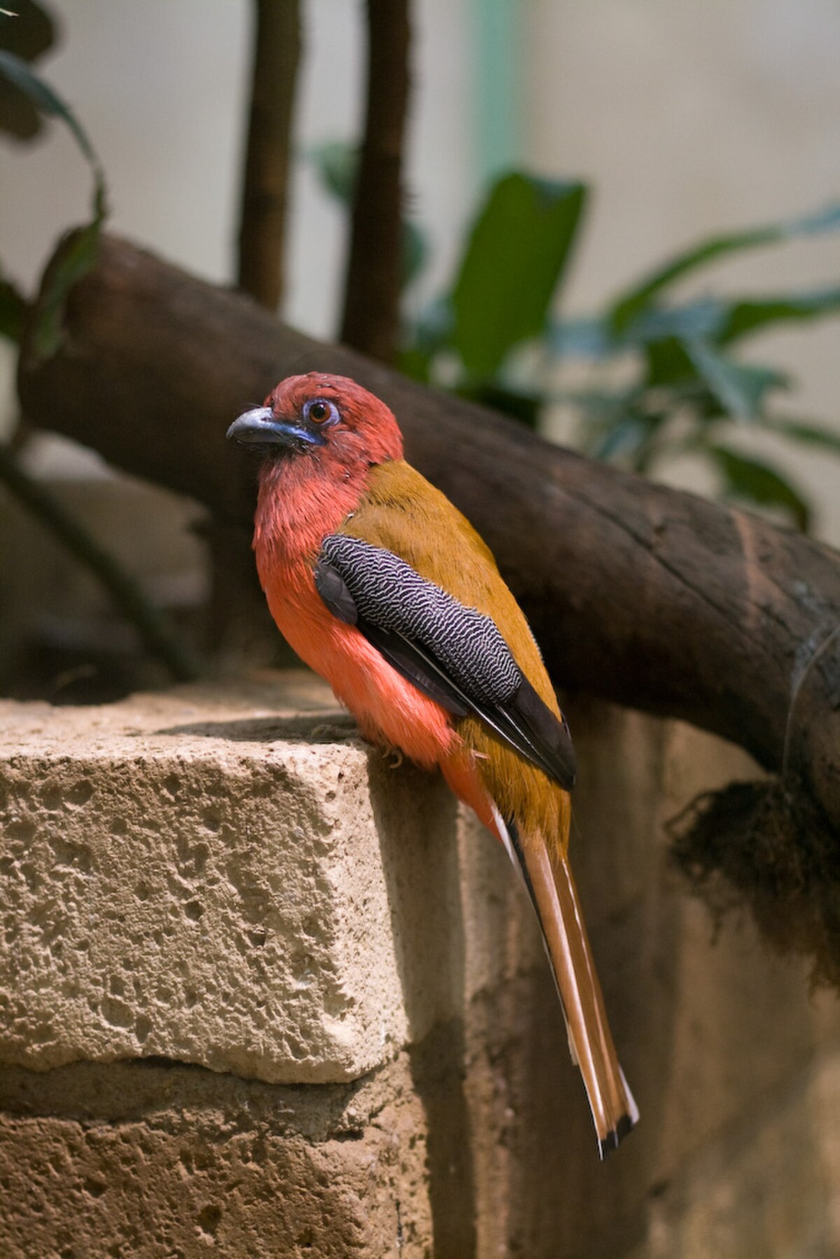 Trogon à tête rouge