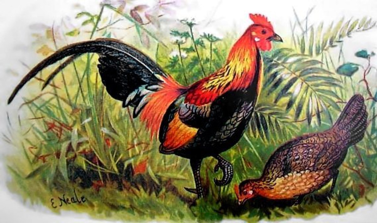 Coq bankiva