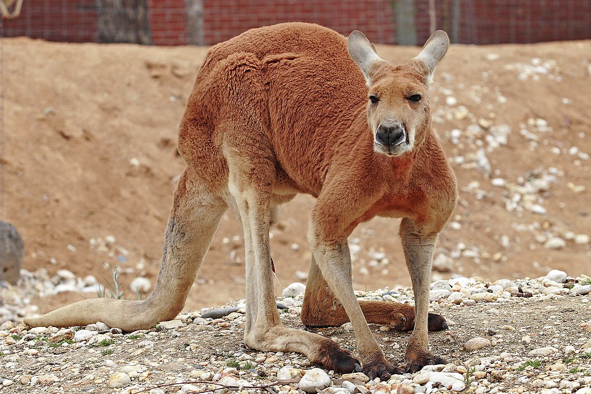 Kangourou roux