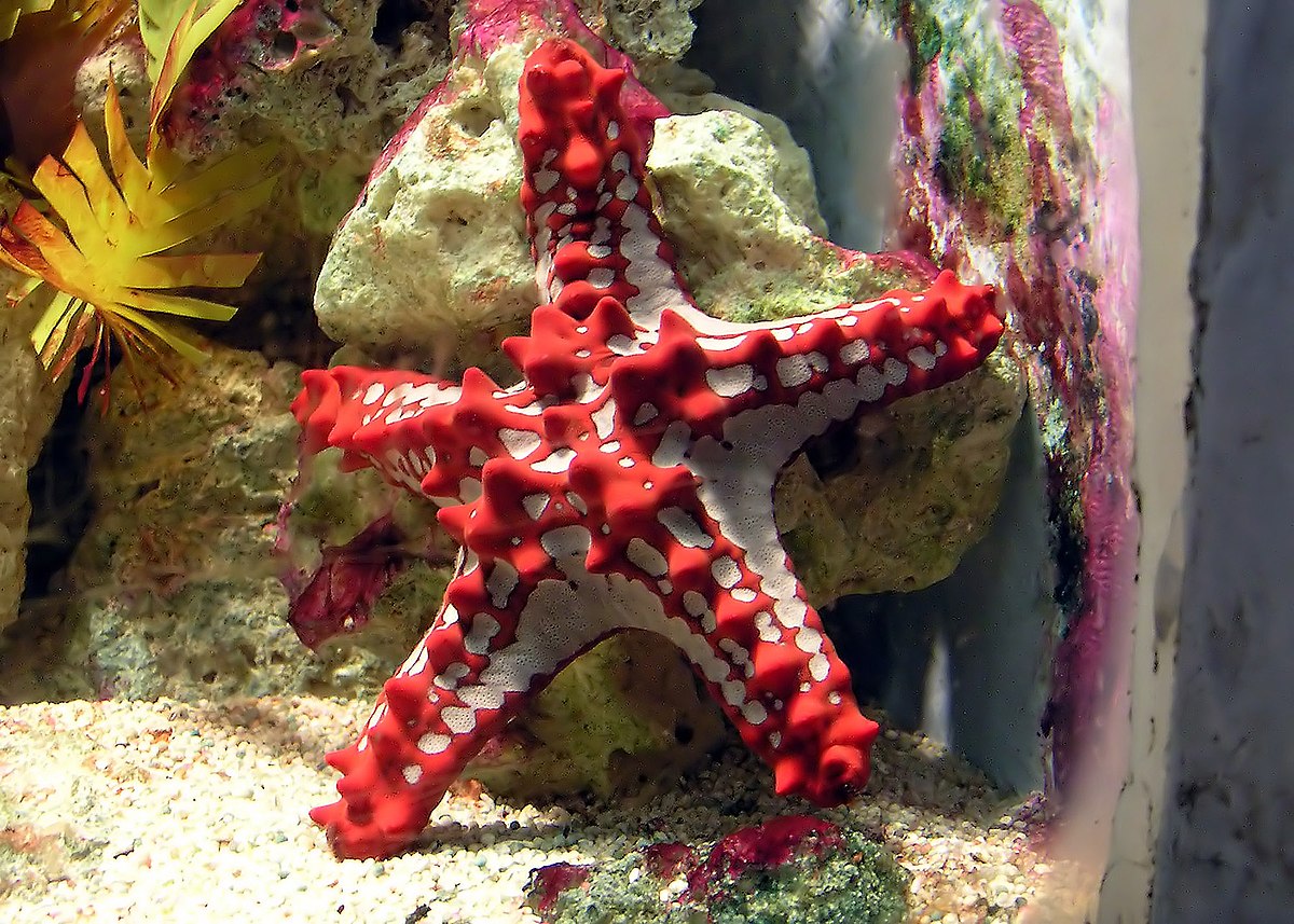 Echinodermata (classification phylogénétique)