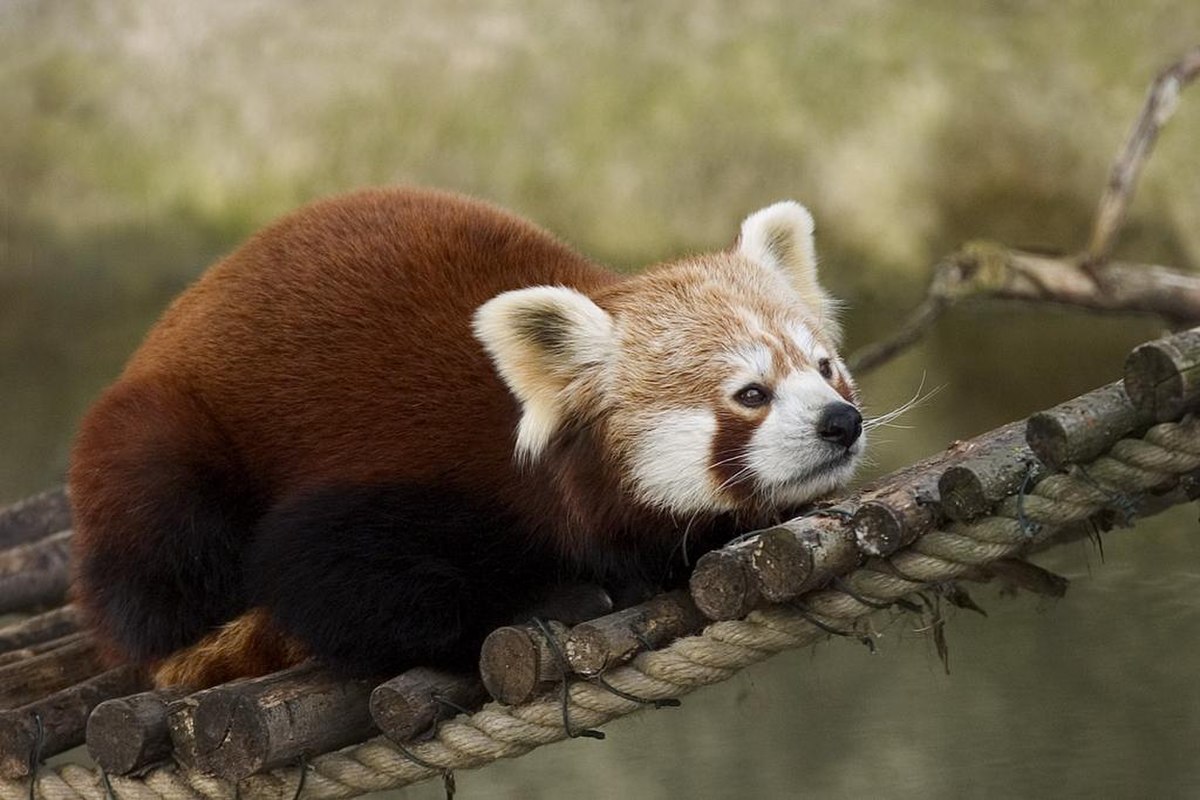 Petit panda