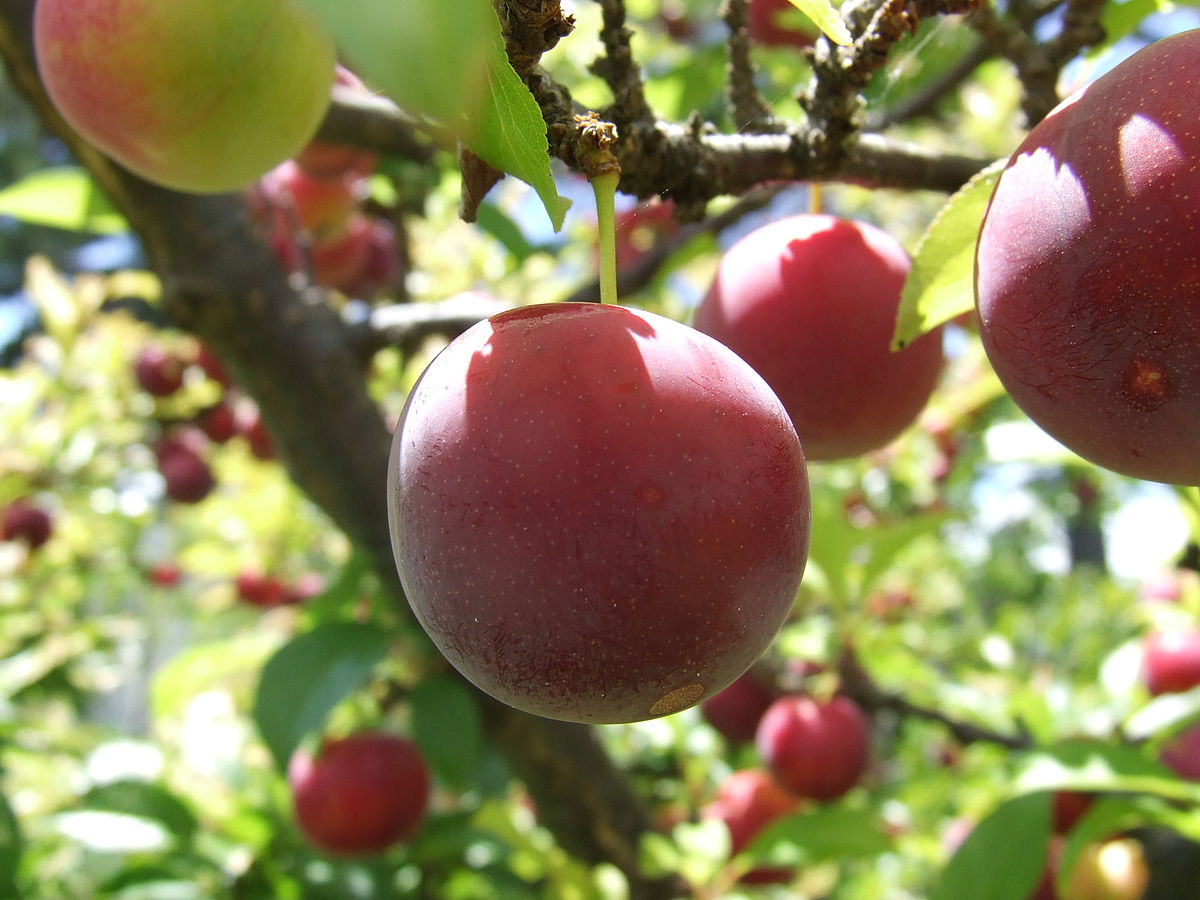 Prune (fruit)