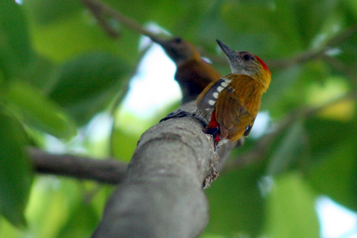 Pic à croupion rouge