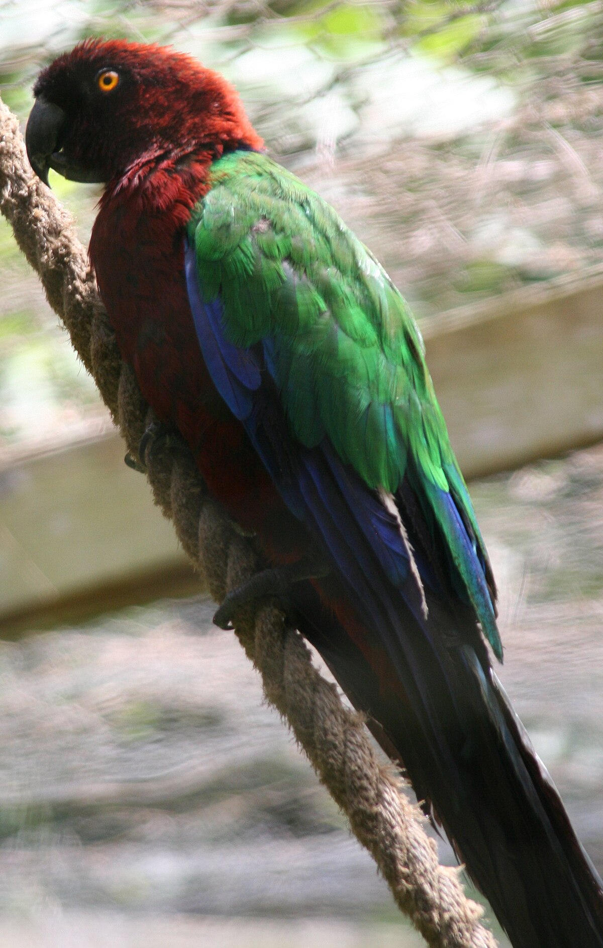 Perruche pompadour