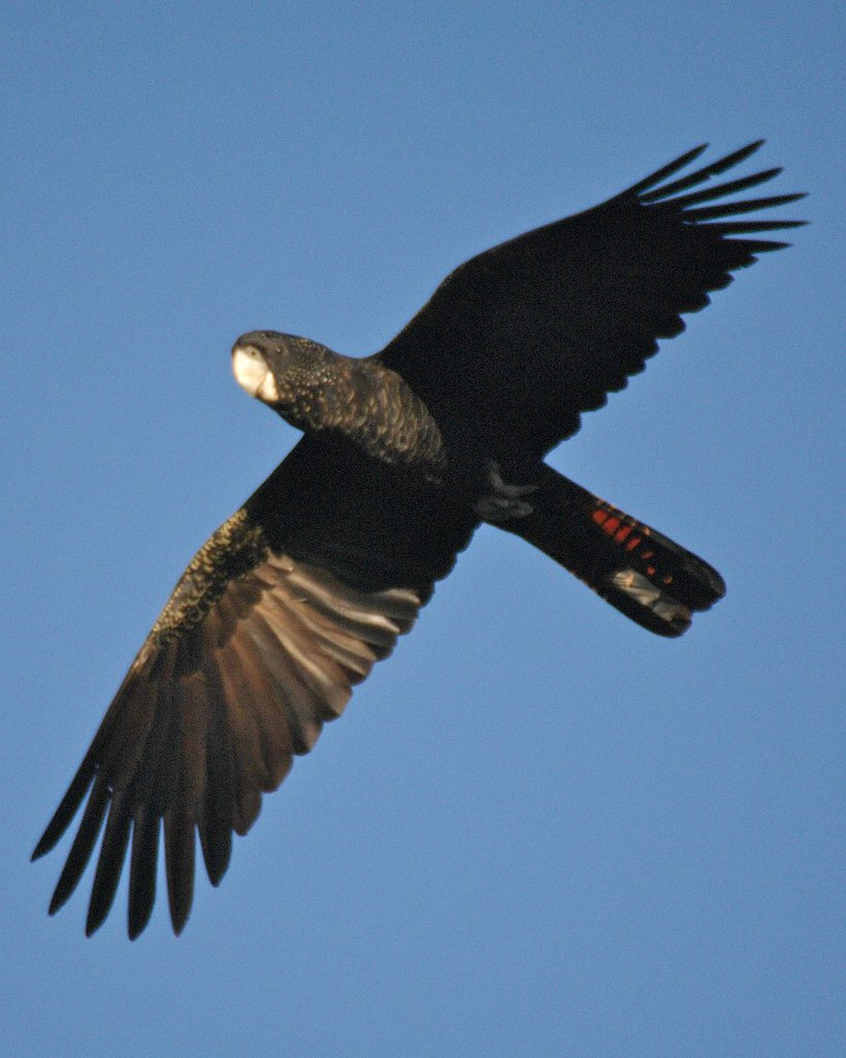 Calyptorhynchus