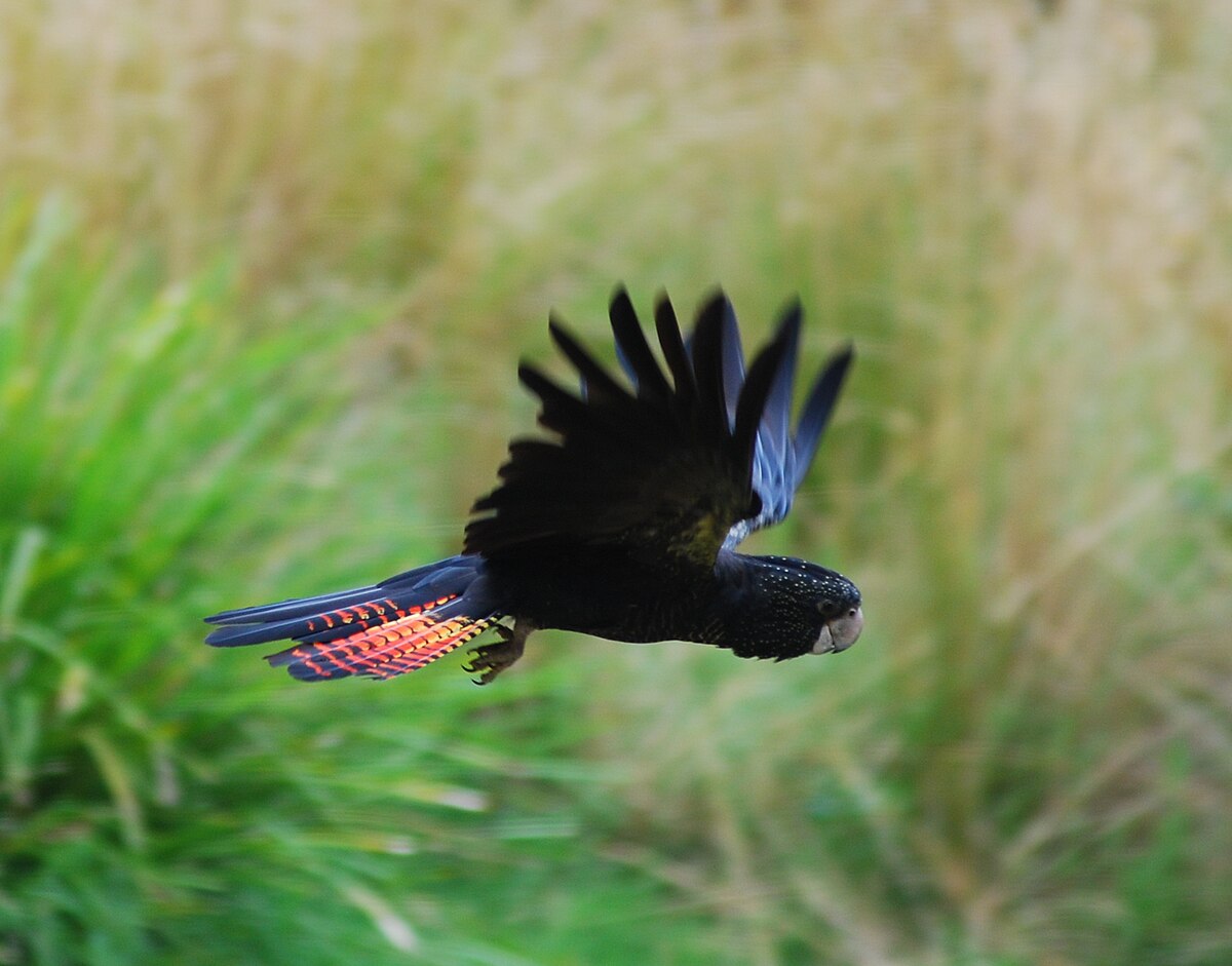 Calyptorhynchus banksiiPhoto prise dans le Healesville Sanctuary