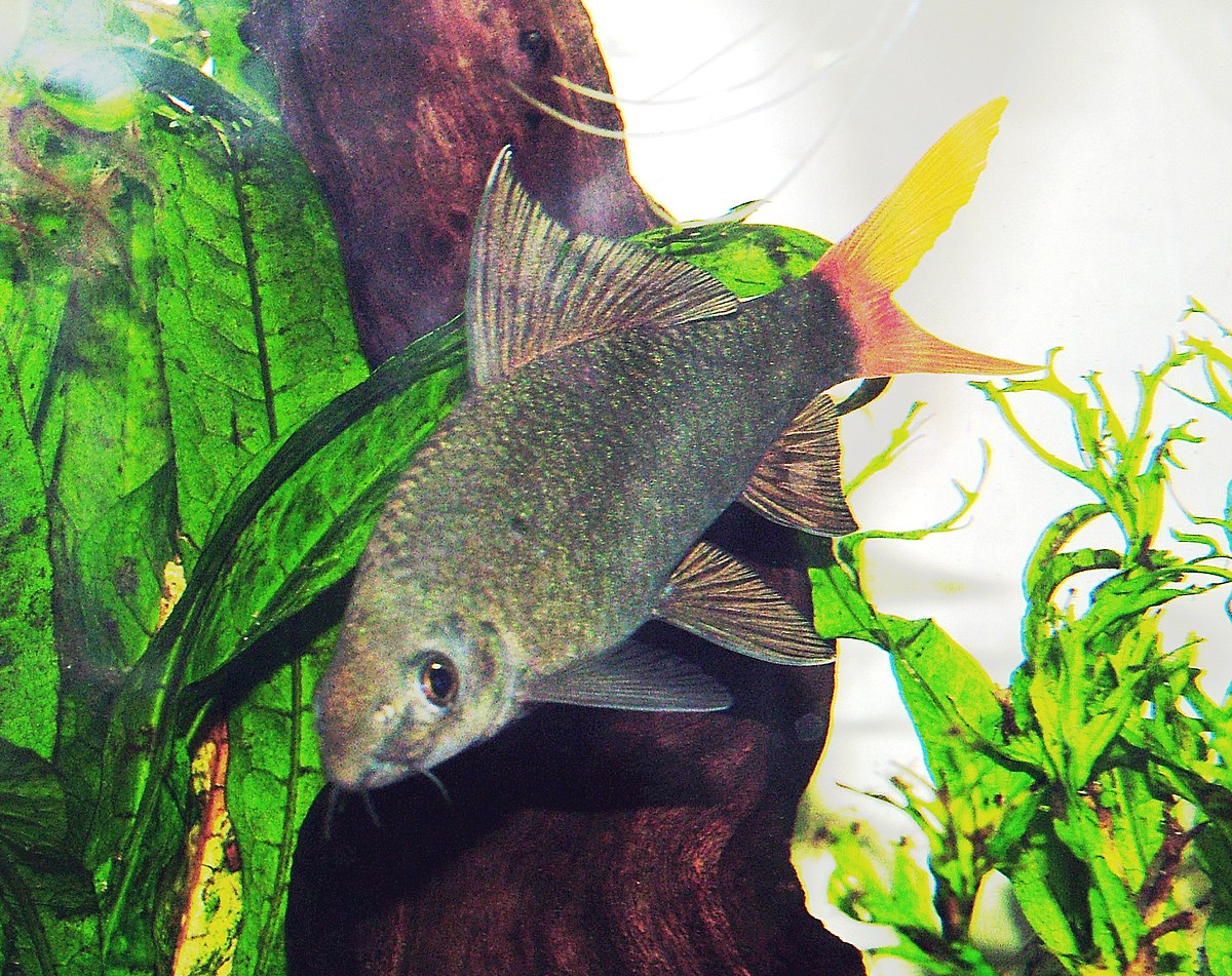 Epalzeorhynchos bicolor