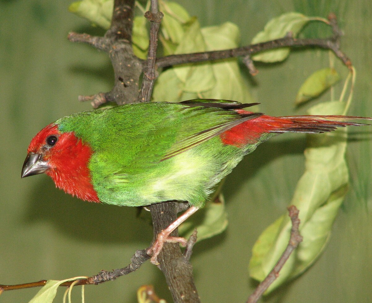 Erythrura