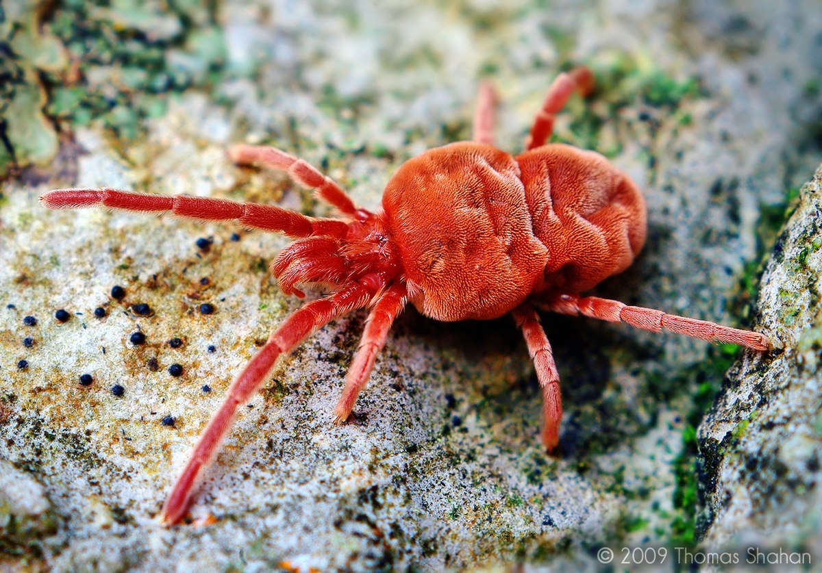 Trombidiidae