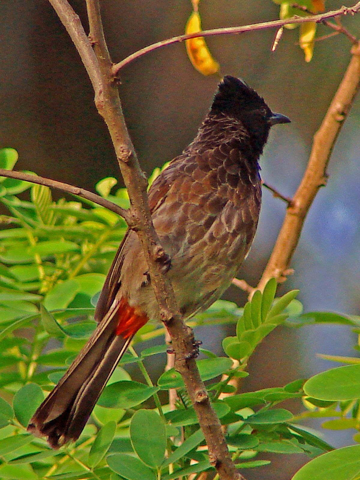 Bulbul à ventre rouge