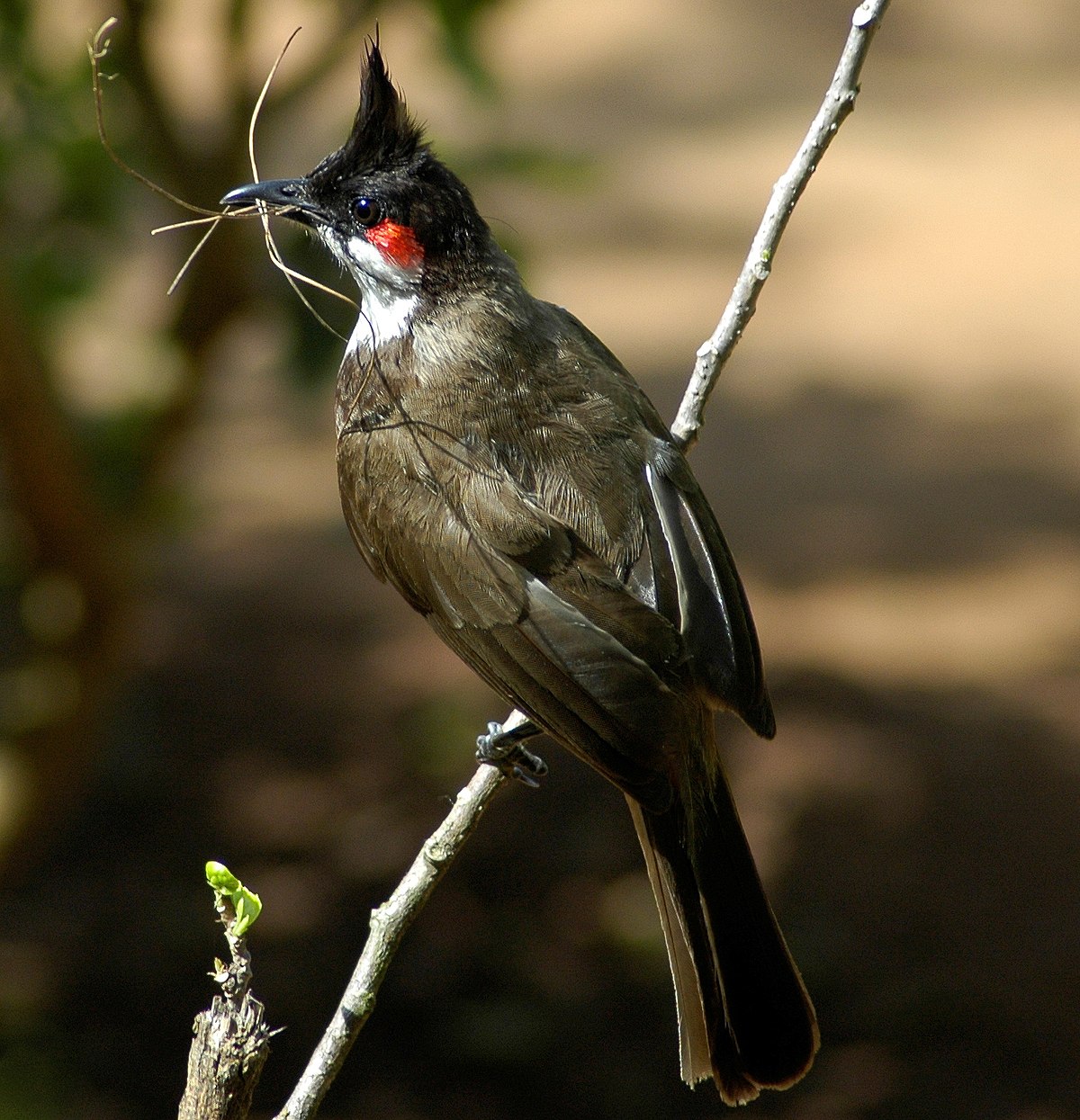 Pycnonotus